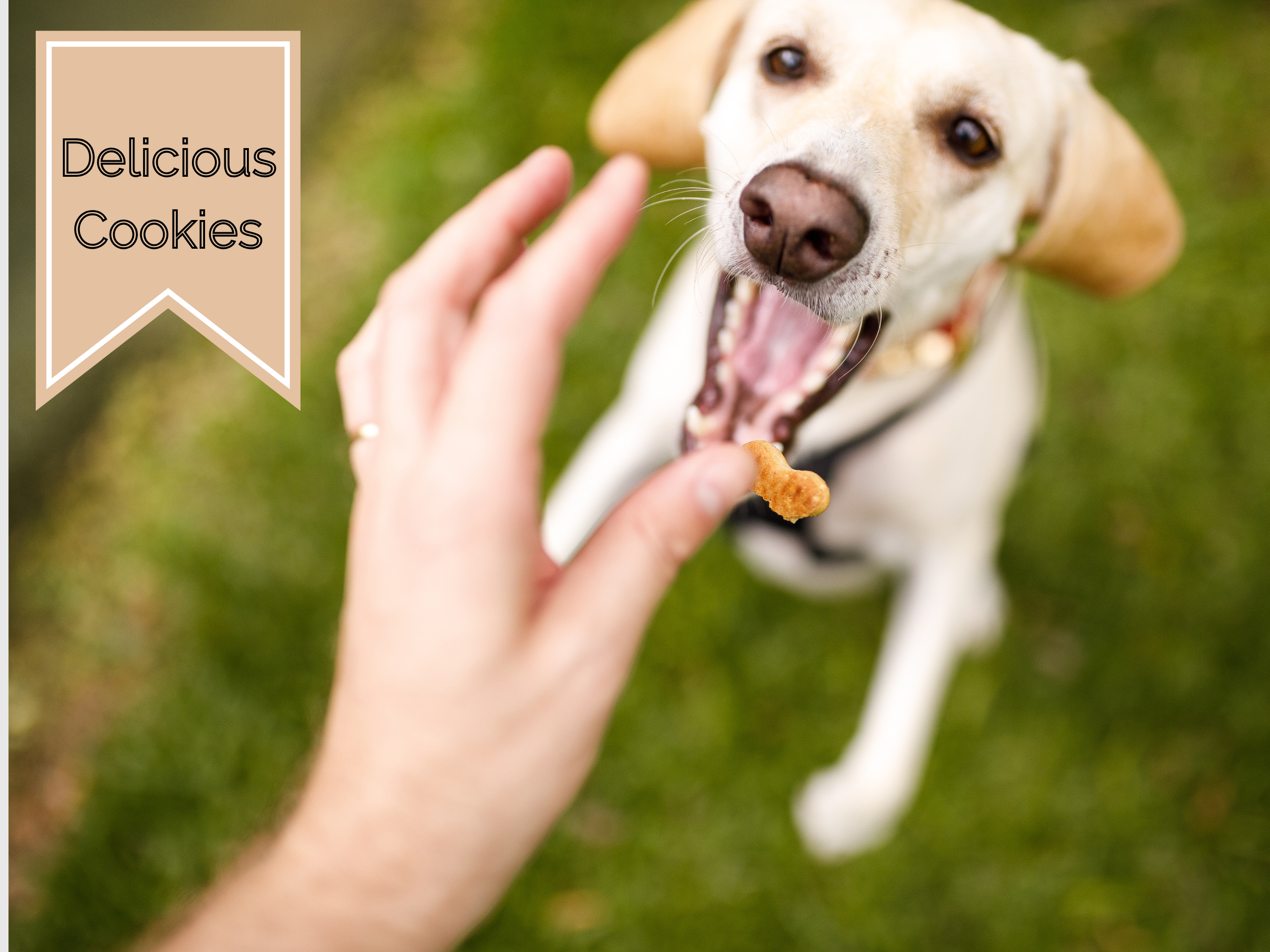 Paw Dog Cookies